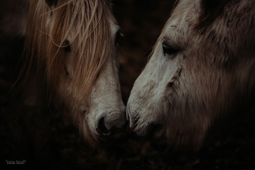 In Scotland I Met Mystical Highland Ponies Who Seemed Like Ghosts In Scotland I Met Mystical Highland Ponies Who Seemed Like Ghosts