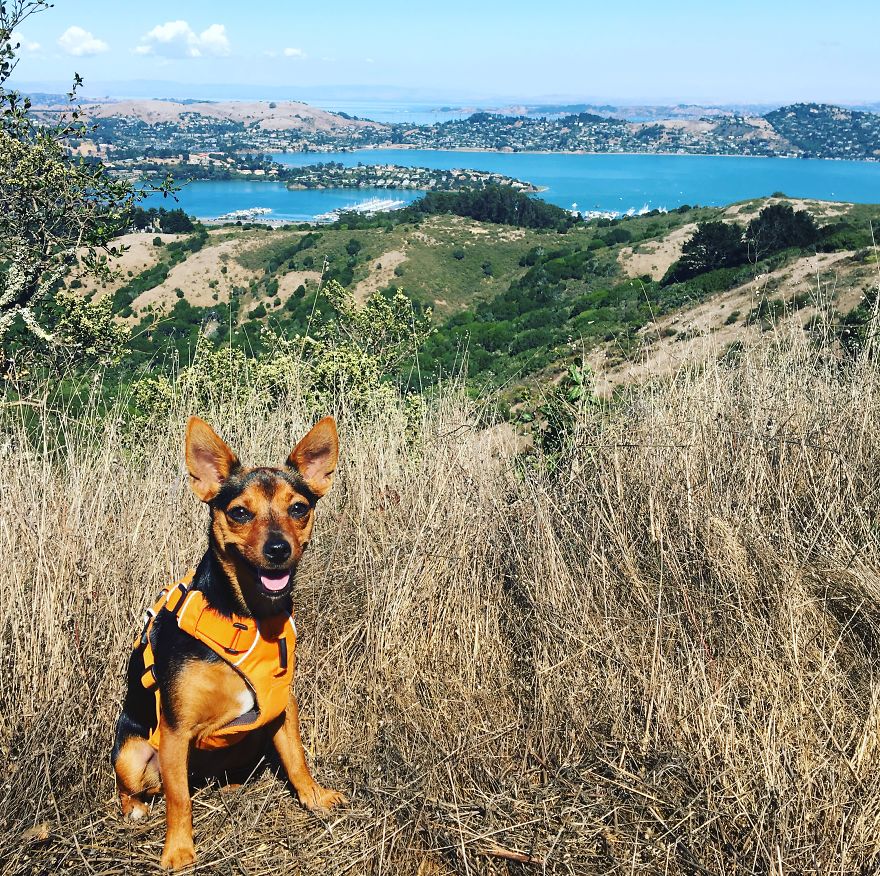 Dora Dog The Explorer Dora Dog The Explorer