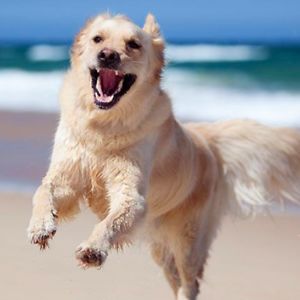 monicacarvalho avatar