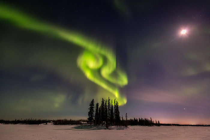Lady Aurora Dancing In The Northwest Territories