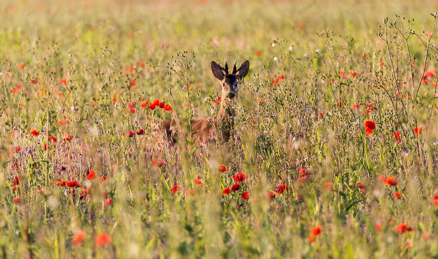This Is The Reason Why I Love Romania