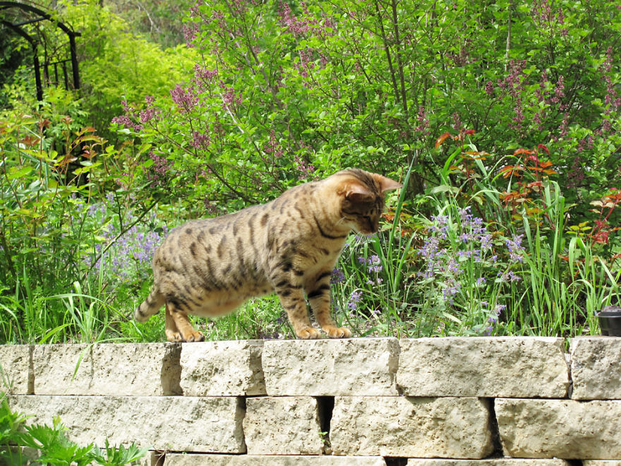 We Built A Beautiful Garden Catio For Our Formerly-Blind Bengal