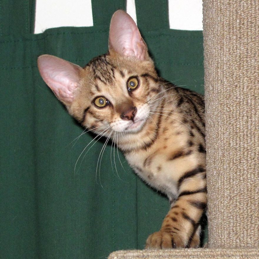 We Built A Beautiful Garden Catio For Our Formerly-Blind Bengal