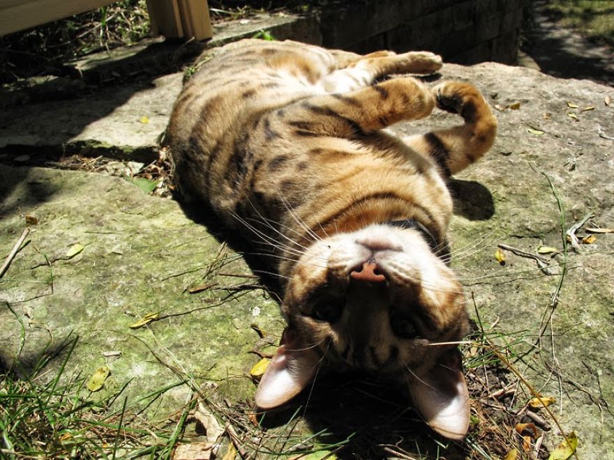 We Built A Beautiful Garden Catio For Our Formerly-Blind Bengal
