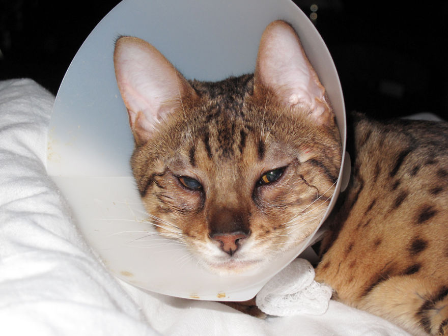 We Built A Beautiful Garden Catio For Our Formerly-Blind Bengal