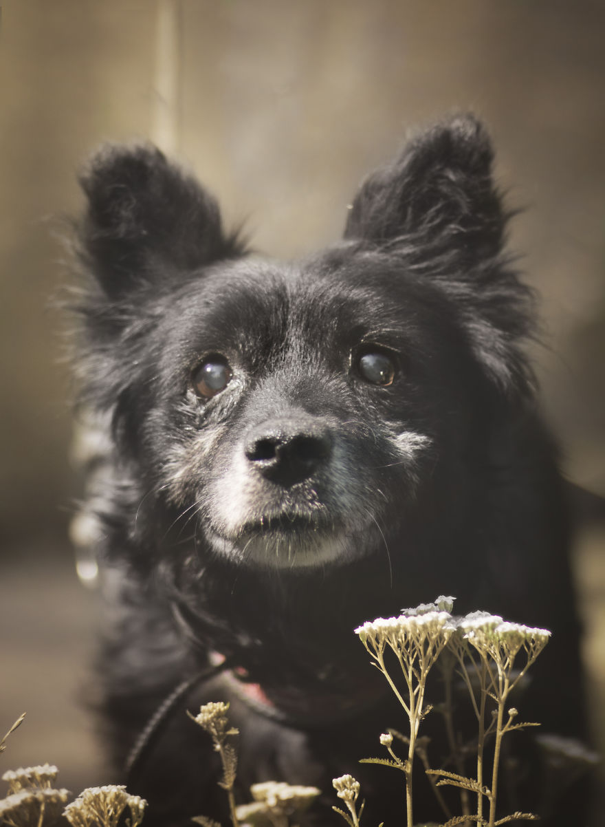 Photographs Of A New Member Of Our Family, 11-Year-Old Zewik