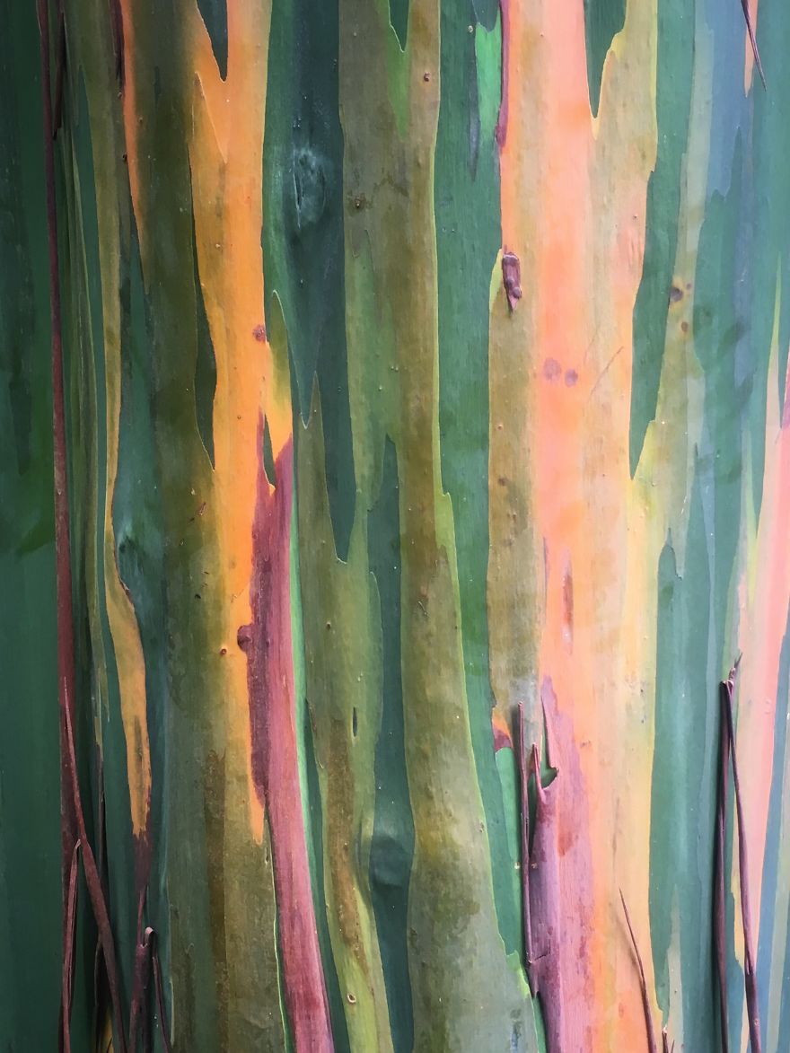 Why I'm Taking My 8 Year Old Daughter With Autism To The Forests Of The World