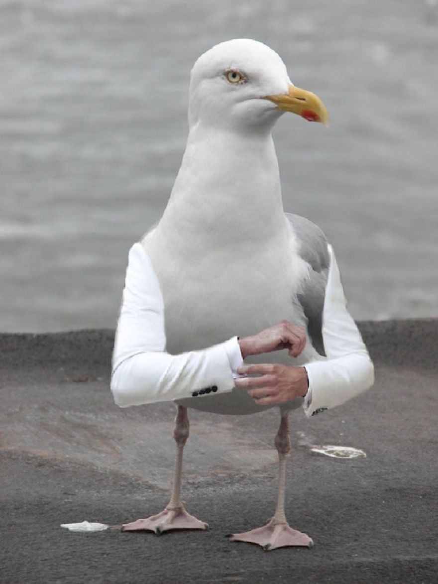 Birds With Arms-The Internet Puts Arms In Birds And The Result Is Impossible Not To Laugh Birds With Arms-The Internet Puts Arms In Birds And The Result Is Impossible Not To Laugh