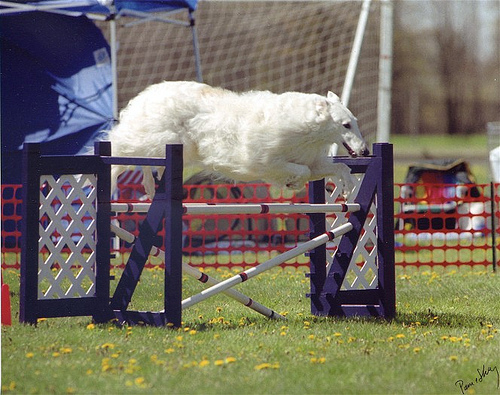 agility-5a60e6b51e028.jpg