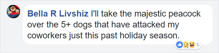 airport-denied-flight-emotional-support-peacock-dexter-2 airport-denied-flight-emotional-support-peacock-dexter-2