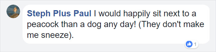 airport-denied-flight-emotional-support-peacock-dexter-3 airport-denied-flight-emotional-support-peacock-dexter-3