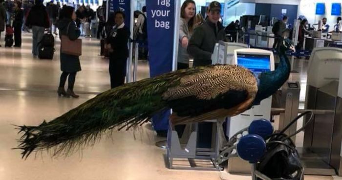 Giant Emotional Support Peacock Denied Seat On Flight, And Here’s How Internet Reacts