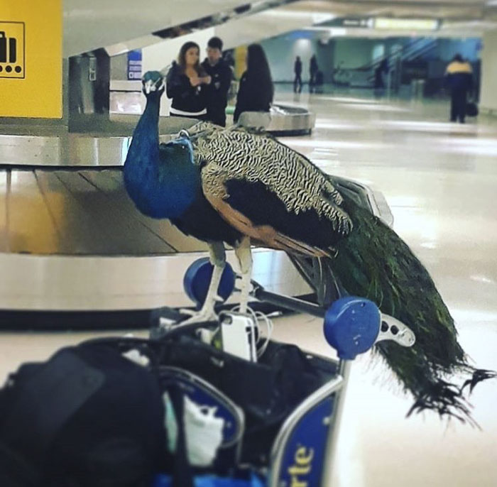 Giant Emotional Support Peacock Denied Seat On Flight, And Here’s How Internet Reacts Giant Emotional Support Peacock Denied Seat On Flight, And Here’s How Internet Reacts