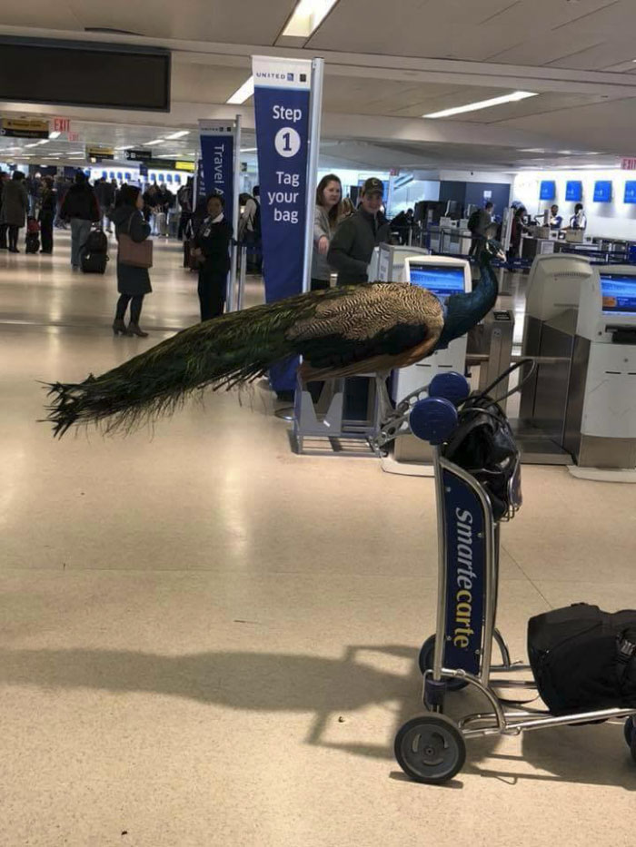 Giant Emotional Support Peacock Denied Seat On Flight, And Here’s How Internet Reacts Giant Emotional Support Peacock Denied Seat On Flight, And Here’s How Internet Reacts
