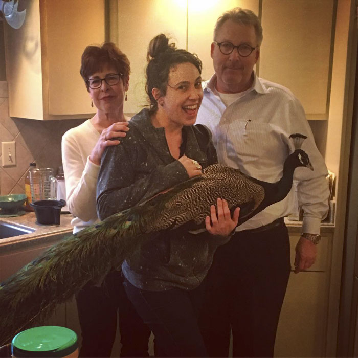 Giant Emotional Support Peacock Denied Seat On Flight, And Here’s How Internet Reacts Giant Emotional Support Peacock Denied Seat On Flight, And Here’s How Internet Reacts