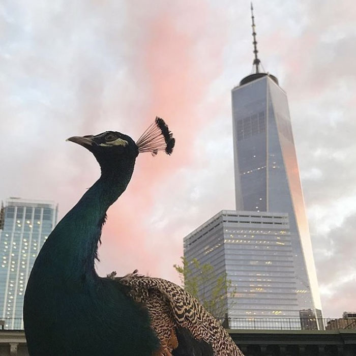 Giant Emotional Support Peacock Denied Seat On Flight, And Here’s How Internet Reacts Giant Emotional Support Peacock Denied Seat On Flight, And Here’s How Internet Reacts