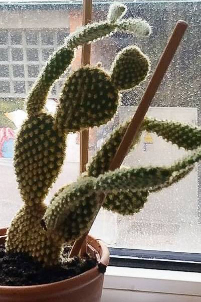 I Paint Aquarelle Ballerinas I Paint Aquarelle Ballerinas