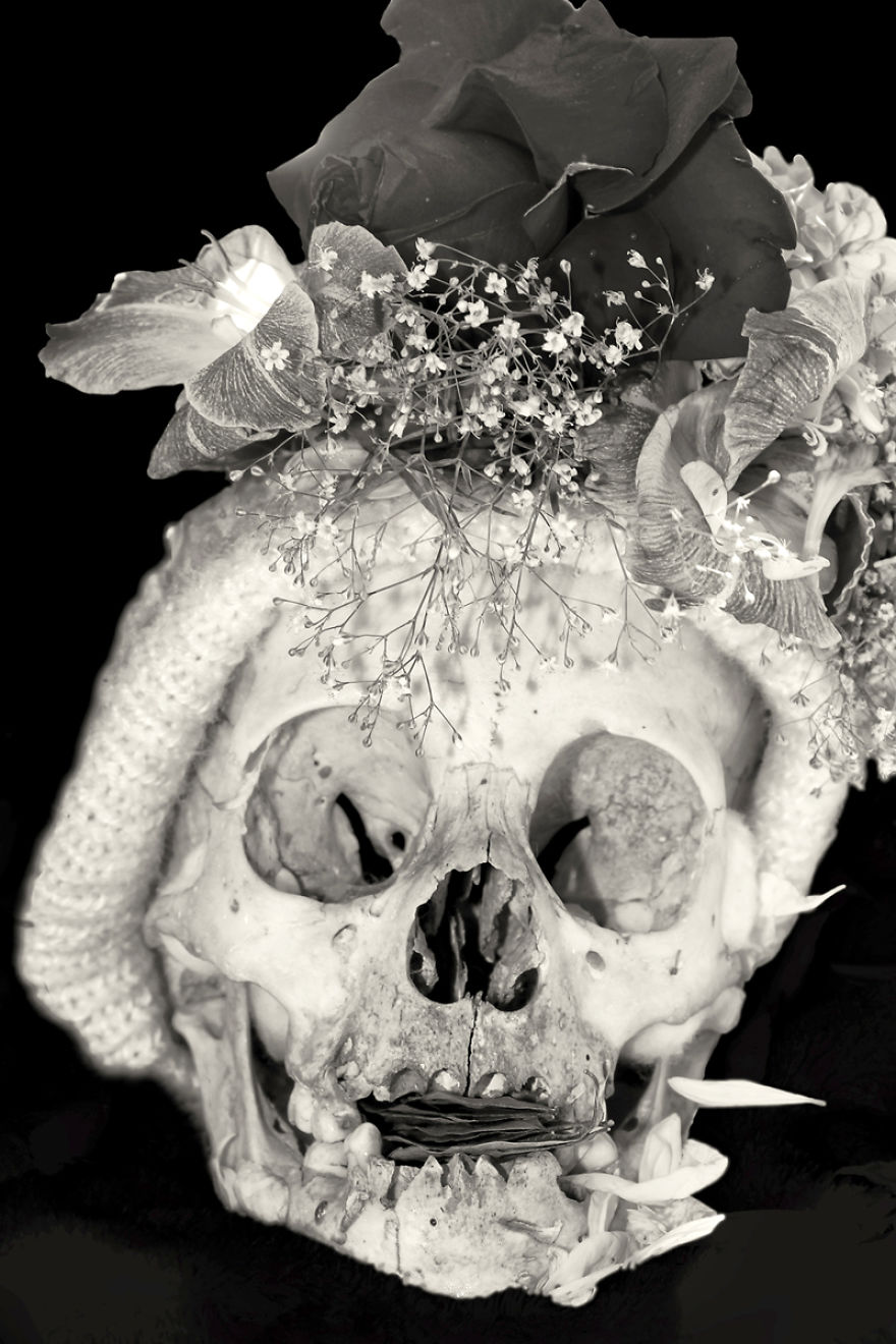 Human Skulls Portrayed In The General Cemetery Of The City Of La Paz, Bolivia Human Skulls Portrayed In The General Cemetery Of The City Of La Paz, Bolivia