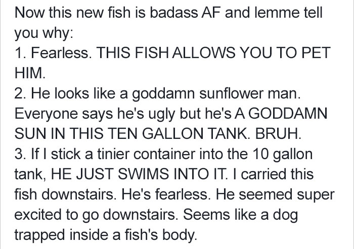 betta-fish-story-petsmart-14 betta-fish-story-petsmart-14