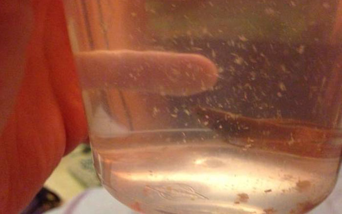 Este tipo se compró un pez beta tan feo y maltratado que se estaba pudriendo en la tienda de mascotas, y lo transformó completamente