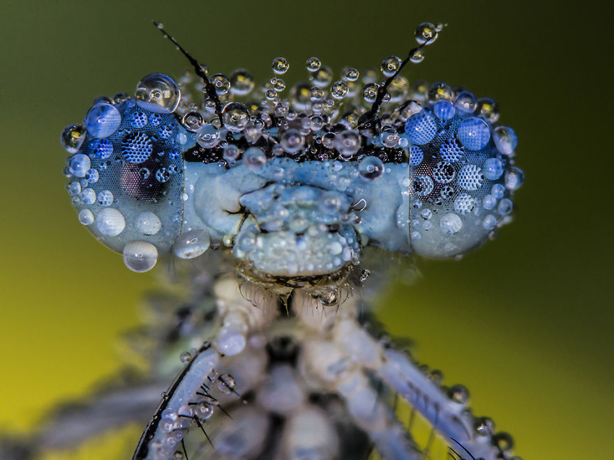 I Photograph Dragons And Damsels I Photograph Dragons And Damsels