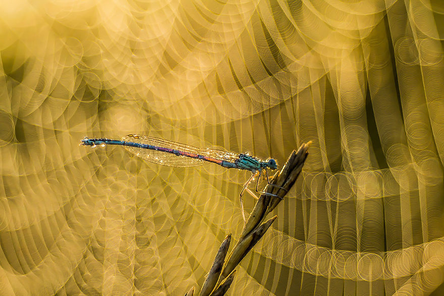 I Photograph Dragons And Damsels