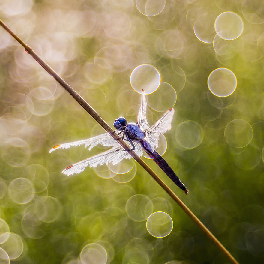 I Photograph Dragons And Damsels