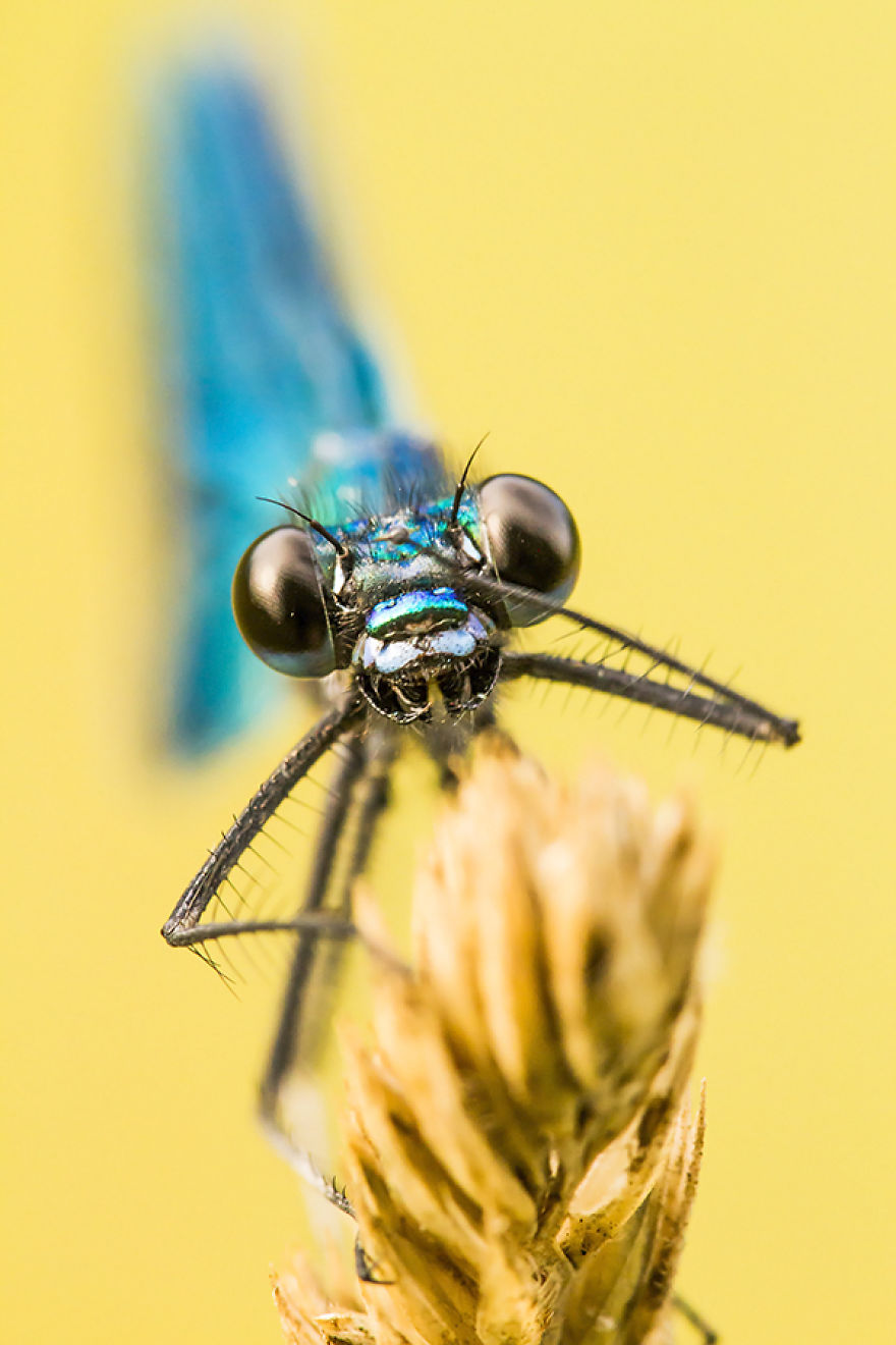 I Photograph Dragons And Damsels