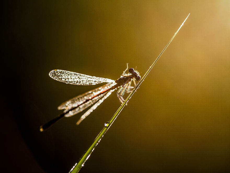 I Photograph Dragons And Damsels