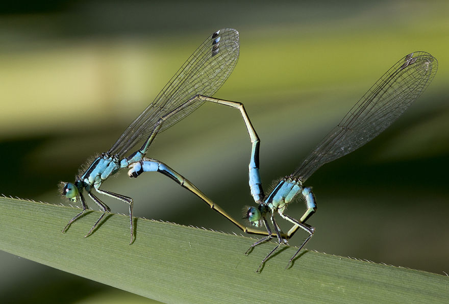 I Photograph Dragons And Damsels