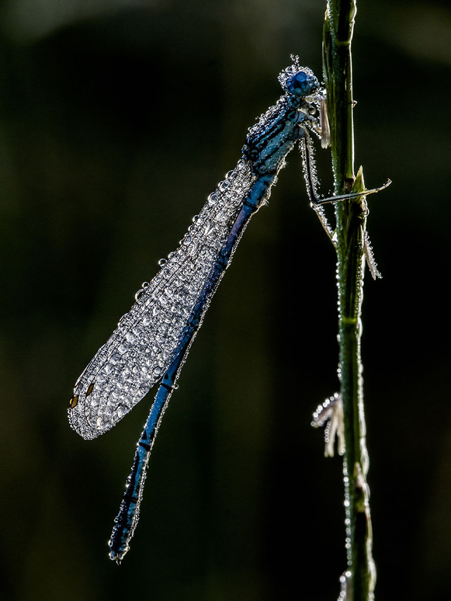 I Photograph Dragons And Damsels I Photograph Dragons And Damsels