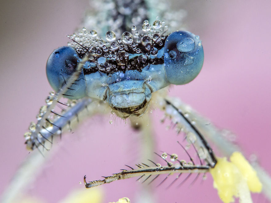 I Photograph Dragons And Damsels I Photograph Dragons And Damsels