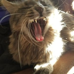 kaylaschroeder avatar