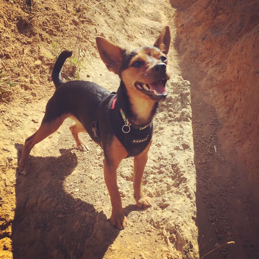 Dora Dog The Explorer Dora Dog The Explorer