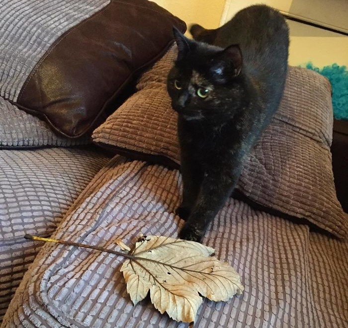 Este gato se dio cuenta de que a su dueño no le gustan los regalos vivos, así que ahora le trae hojas cada mañana