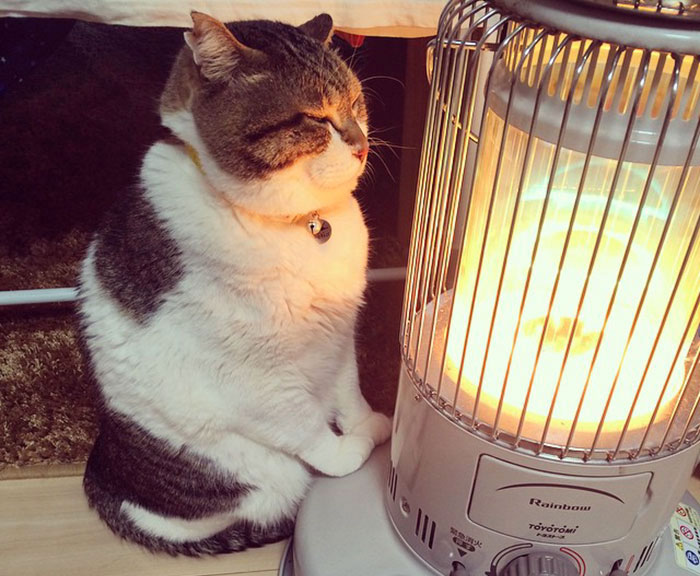 Estas divertidas fotos de un gato enamorado de una estufa durante el frío te alegrarán el día