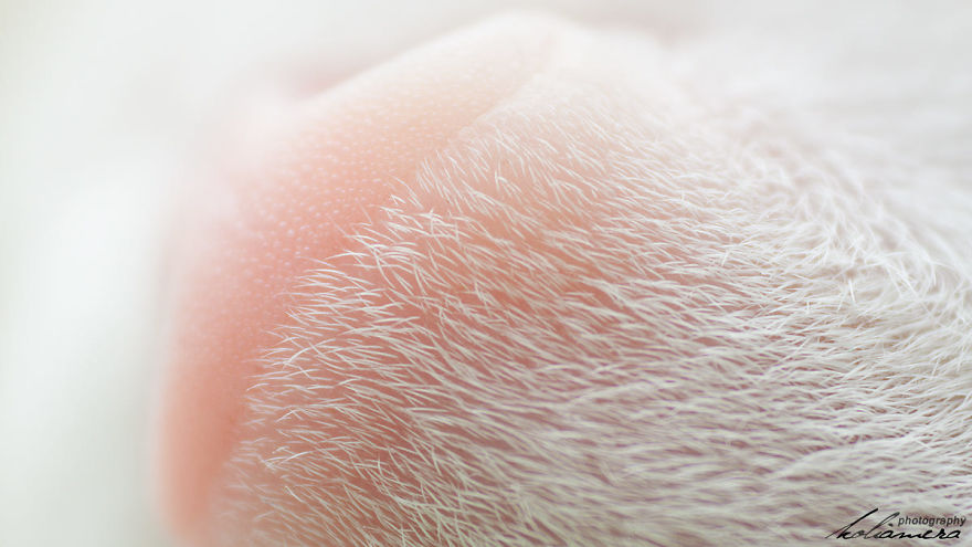 Cat-Noses-Macro-Photography