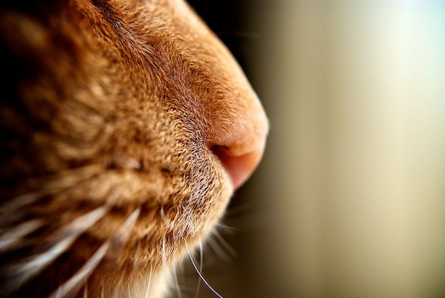 Cat-Noses-Macro-Photography