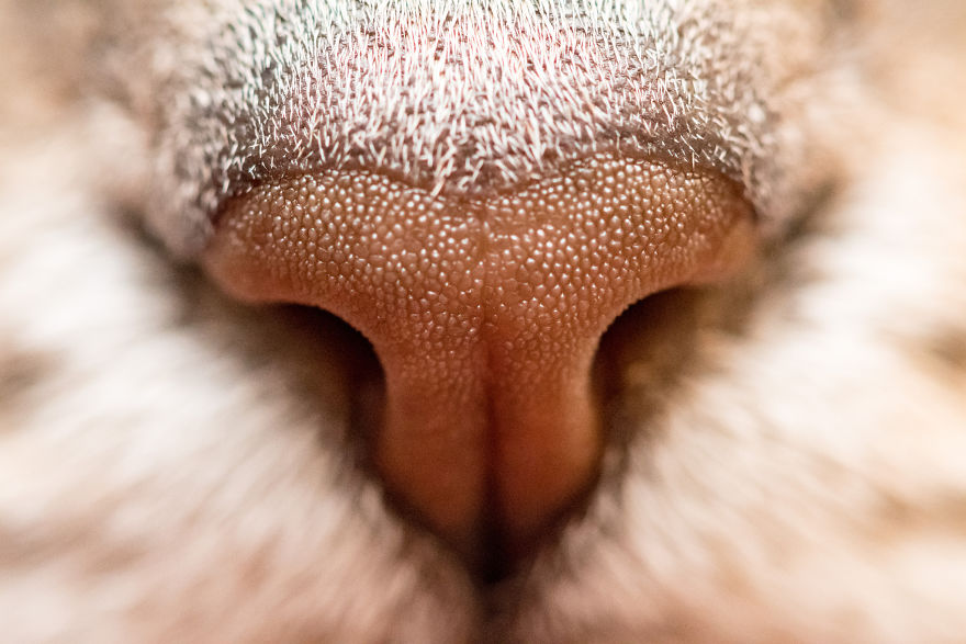 Cat-Noses-Macro-Photography