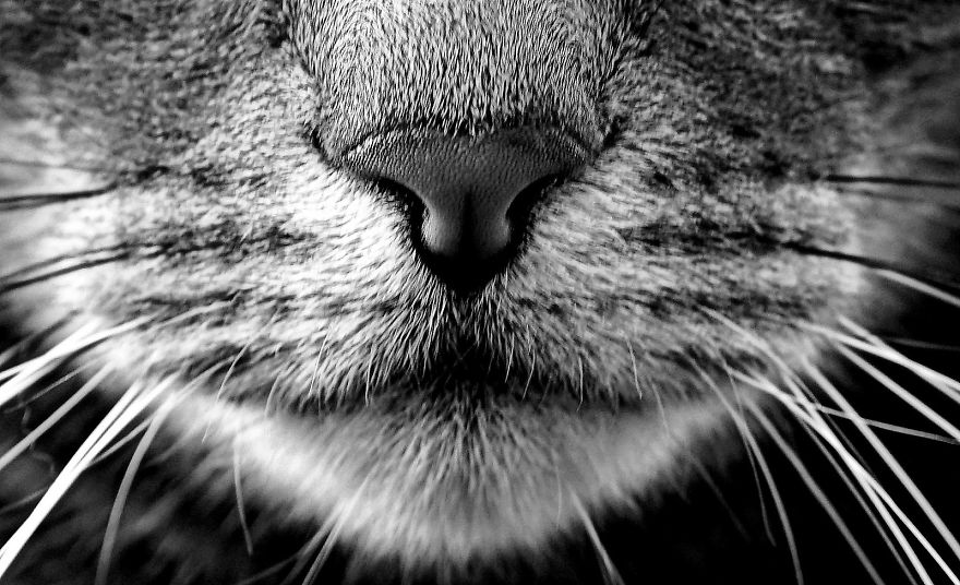 Cat-Noses-Macro-Photography