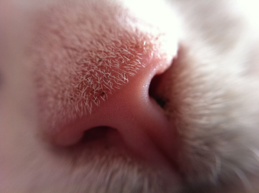 Cat-Noses-Macro-Photography