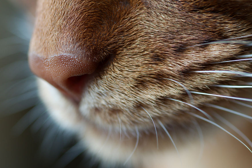 Cat-Noses-Macro-Photography