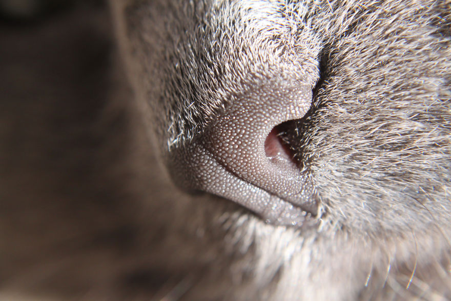 Cat-Noses-Macro-Photography
