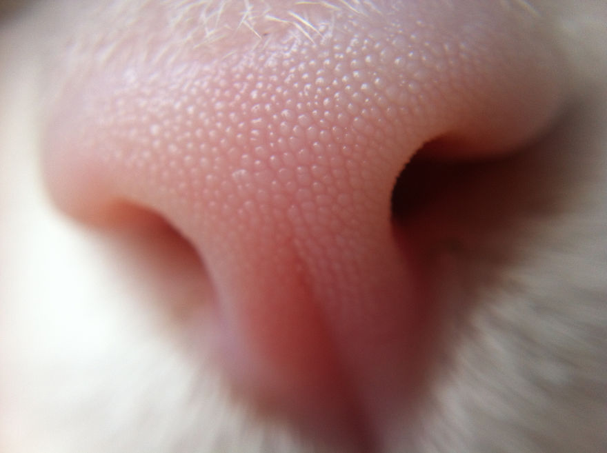 Cat-Noses-Macro-Photography