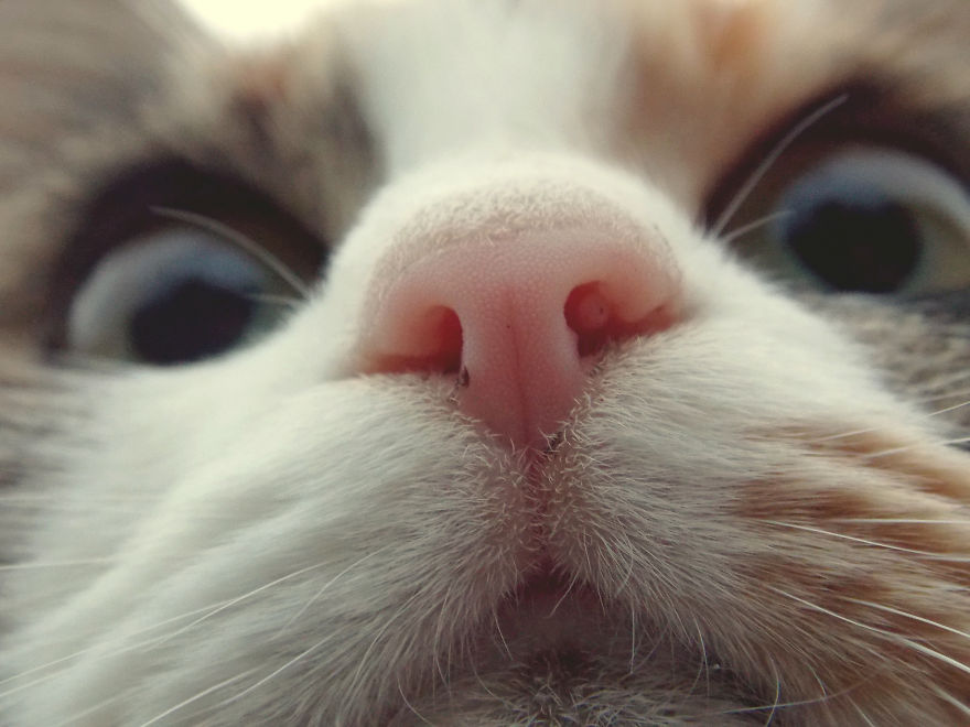 Cat-Noses-Macro-Photography