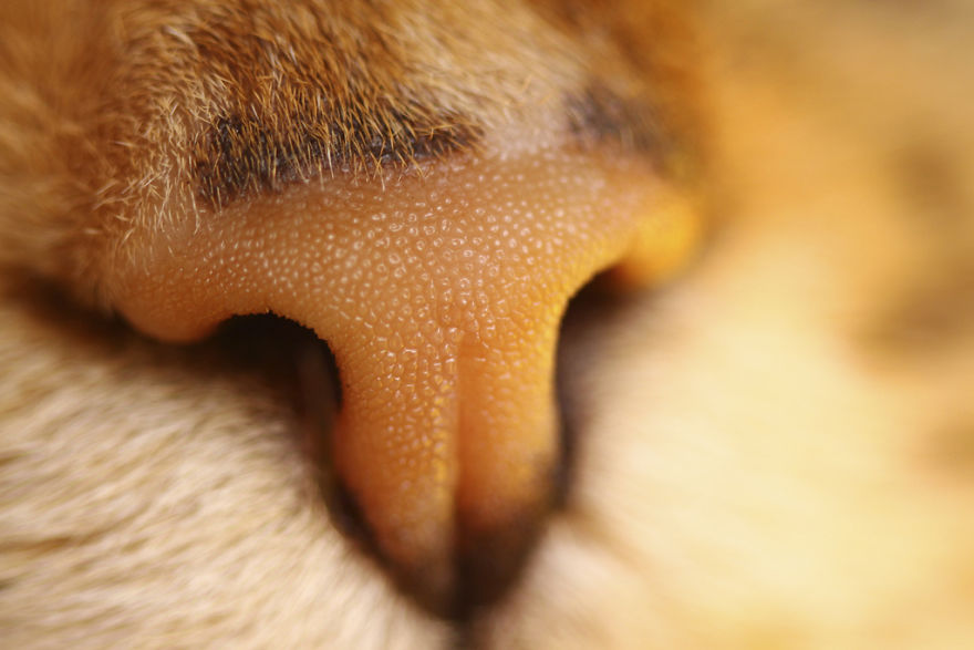 Cat-Noses-Macro-Photography