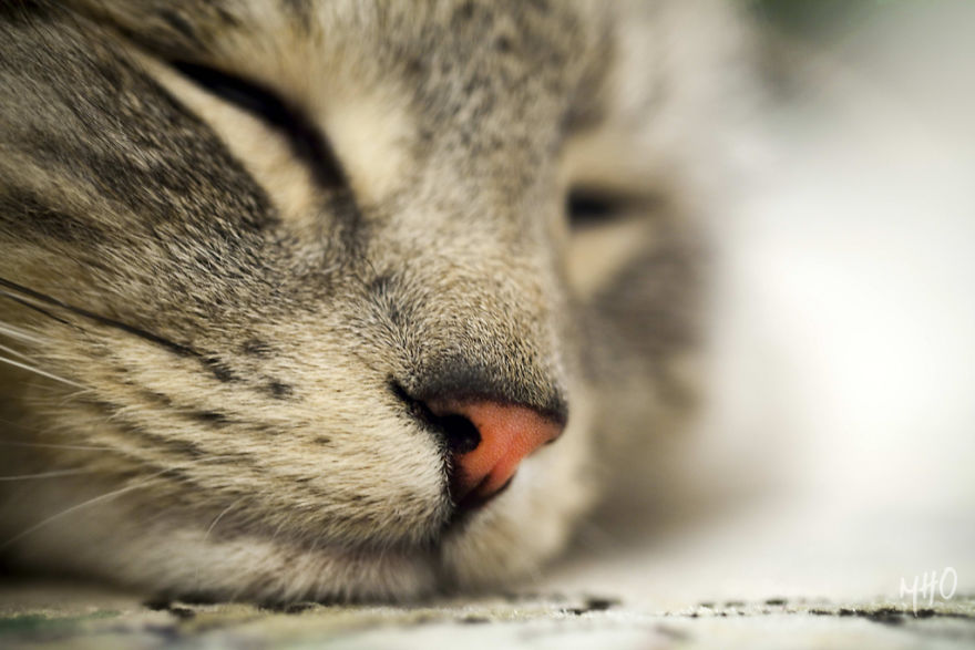 Cat-Noses-Macro-Photography