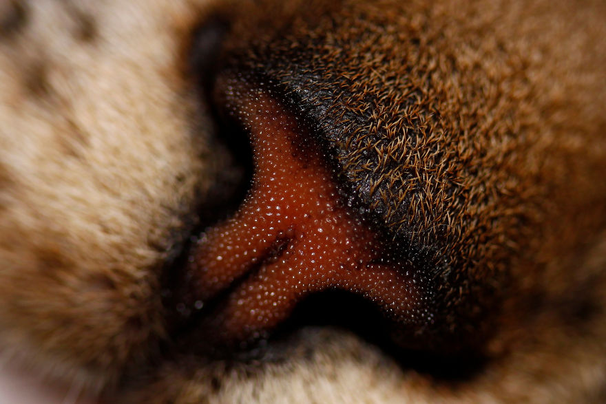 Cat-Noses-Macro-Photography