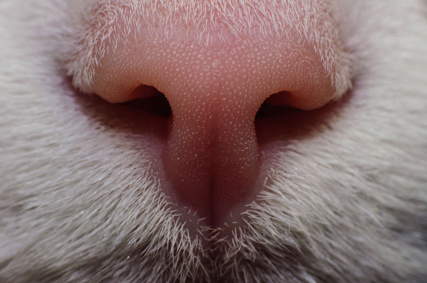Cat-Noses-Macro-Photography