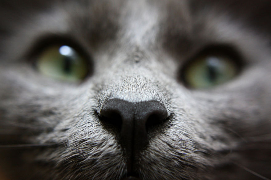 Cat-Noses-Macro-Photography